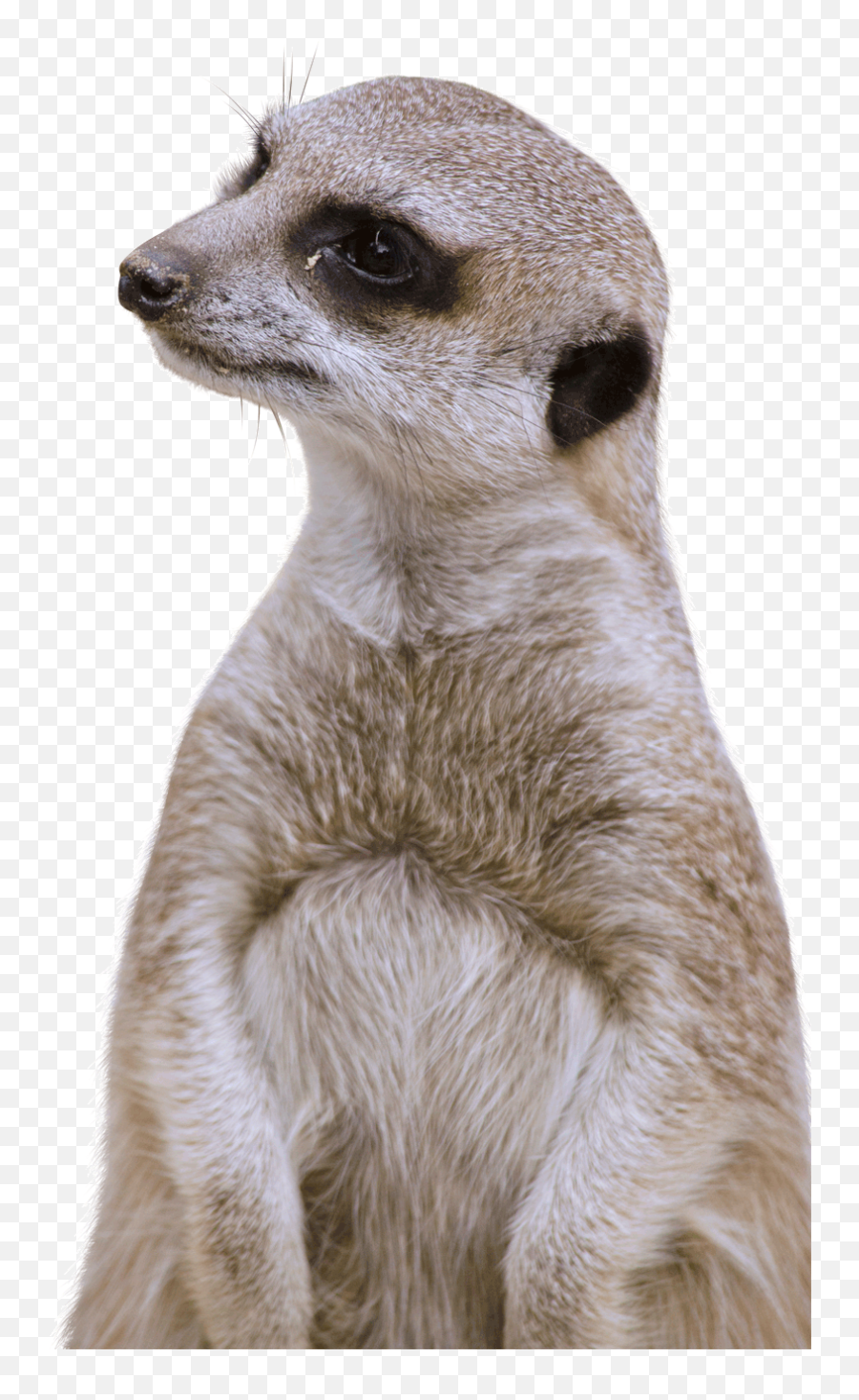 Popular Lynn Lowe - Meerkat Png,Meerkat Png