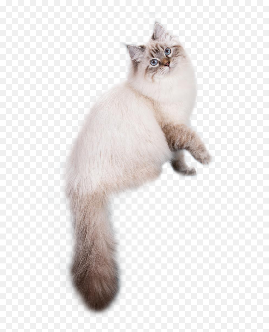 Cattery Markisa Angels - Ragdoll Png,Kursk Root Icon Schedule 2017