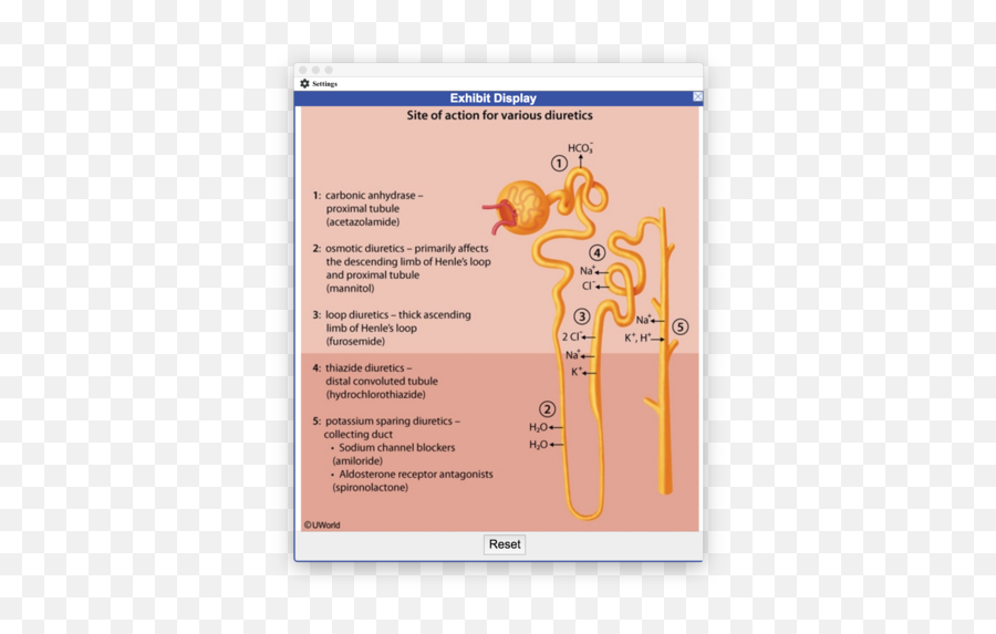 Uworld Renal Flashcards - Site Of Action Of Various Diuretics Uworld Png,Uworld Icon