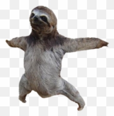 Sloth Png Image U2013 Lux - Transparent