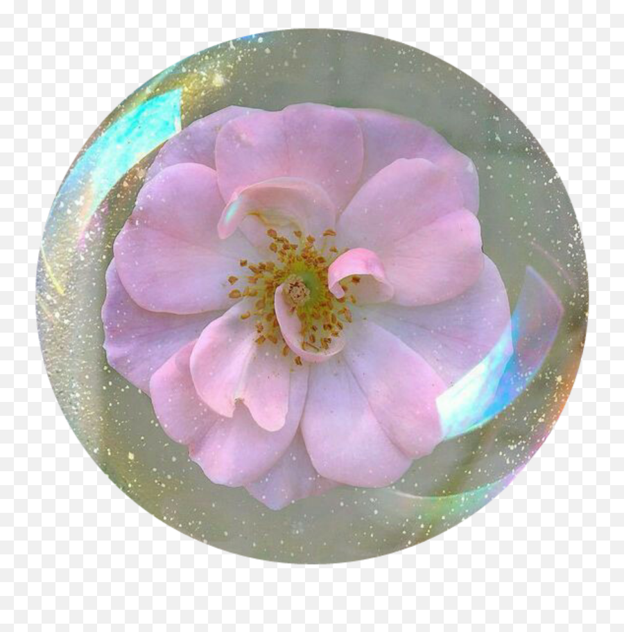 20 Flower Icon Tumblr - Flower Spring Aesthetic Glitter Png,Ramona Flowers Icon