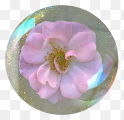 20 Flower Icon Tumblr - Flower Spring Aesthetic Glitter Png,Ramona Flowers Icon