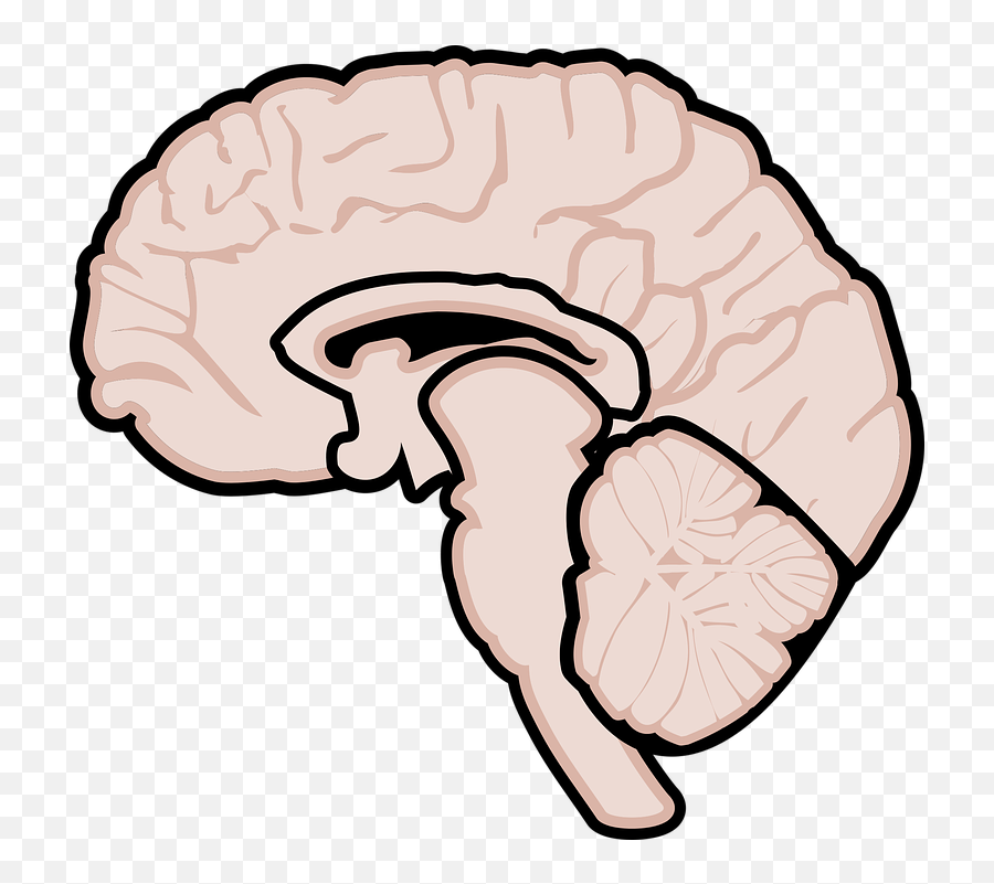 Graphic Human Brain - Gehirn Grafik Png,Human Brain Png