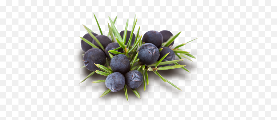 Juniper Png 2 Image - Juniper Berry Png,Juniper Png