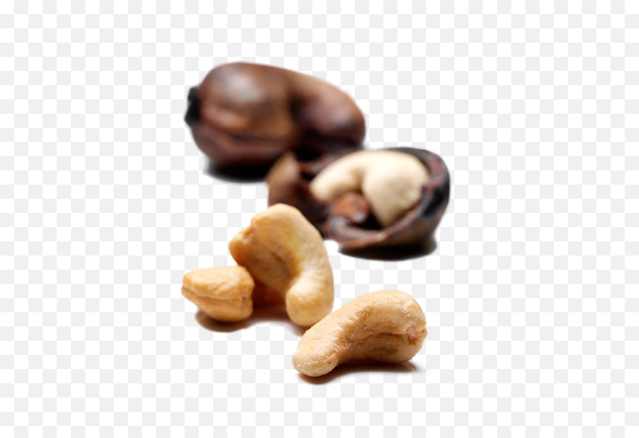 About Cashews - Single Raw Cashew Nut Png,Cashew Png