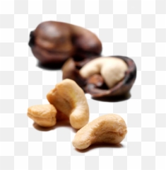 About Cashews - Single Raw Cashew Nut Png,Cashew Png