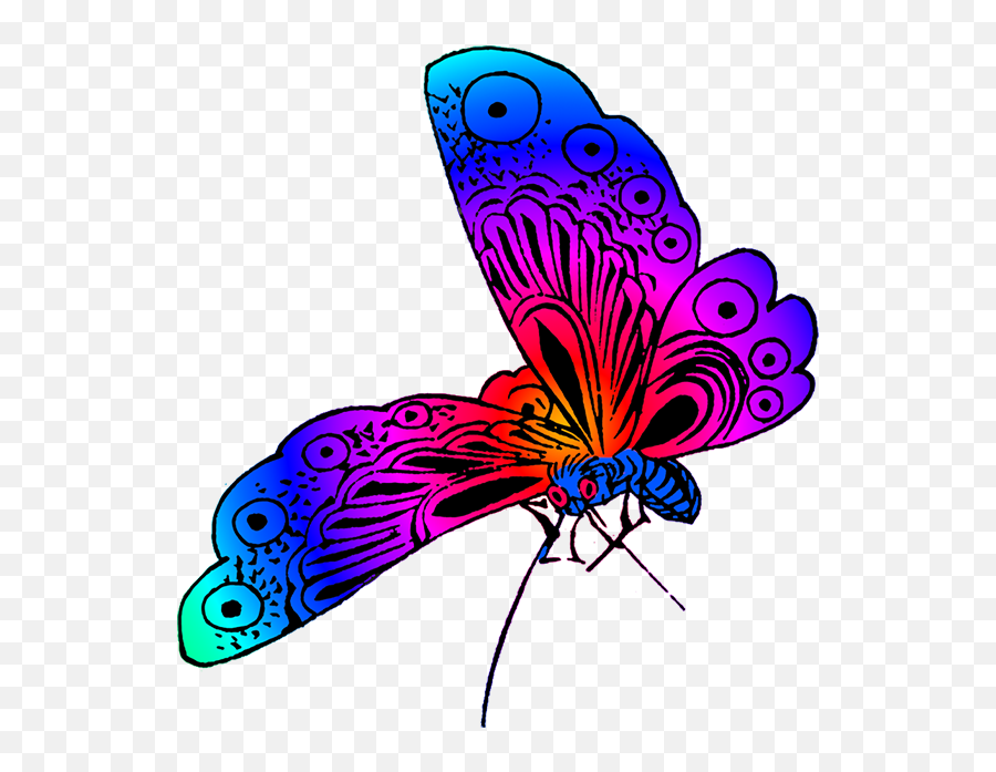 Beautiful Butterfly Images - Different Color Of Butterfly Png,Purple Butterfly Png