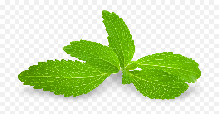 Peppermint Png Images Free Download - Stevia Leaf,Mint Leaf Png