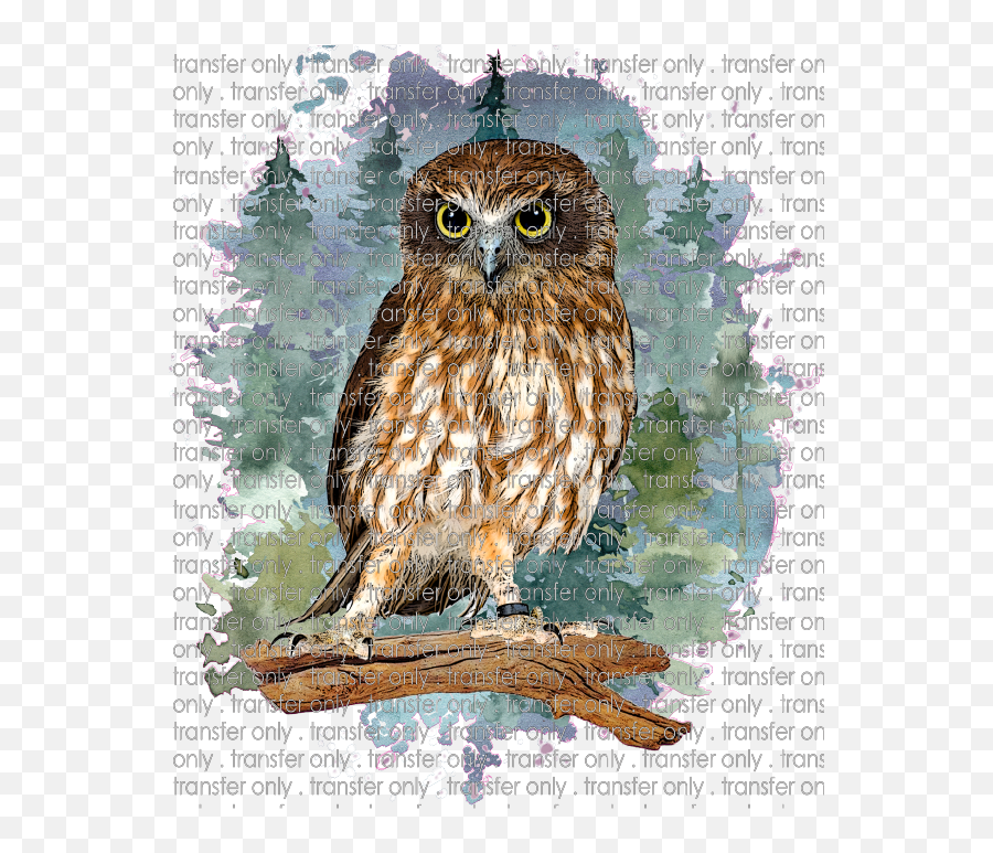 Siser Anm 14 Owl In Forest - Eastern Screech Owl Png,Owl Transparent