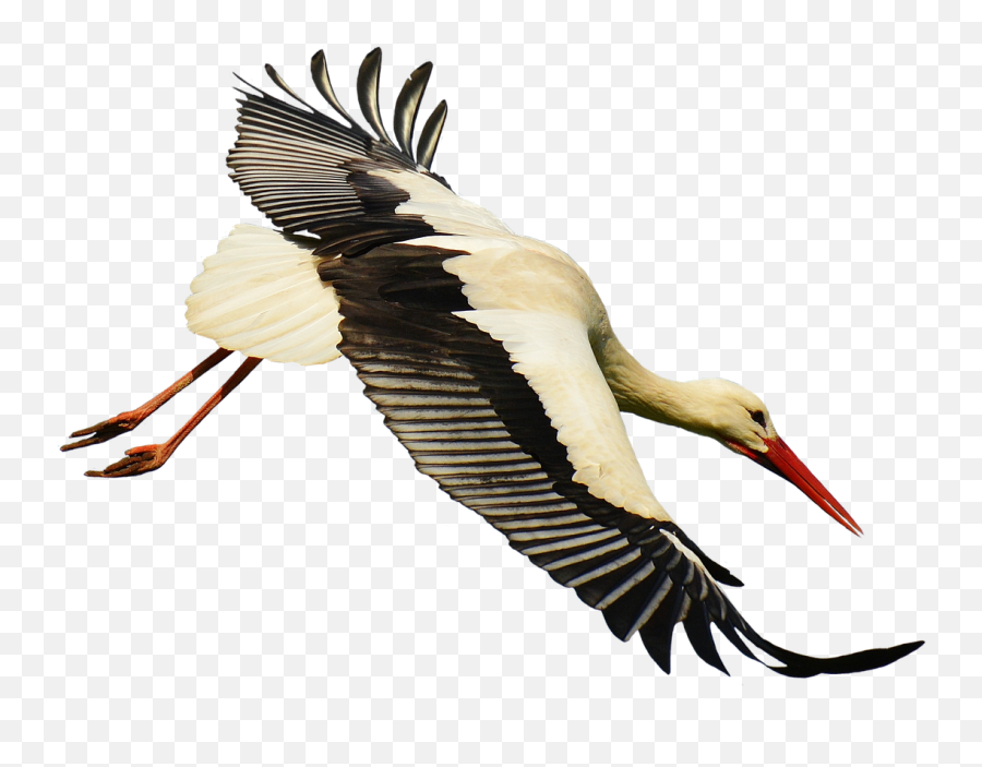 Stork Download Transparent Png Image - Stork Transparant,Stork Png