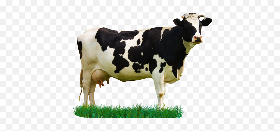 Download Hd Milk Cow Png - Cow Image Hd Download Png,Cow Png