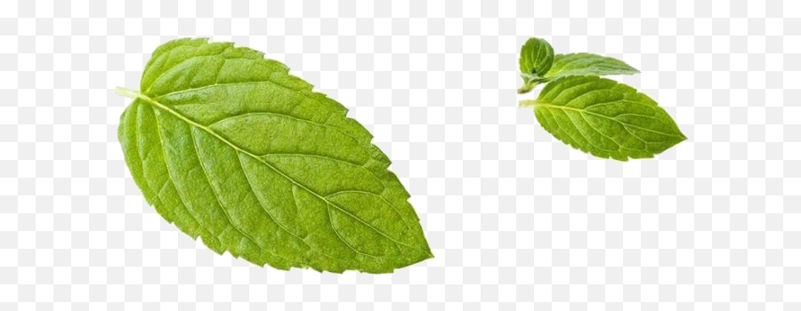 Download Green Mint Leaf Peppermint - Leaf Mint Png,Mint Transparent