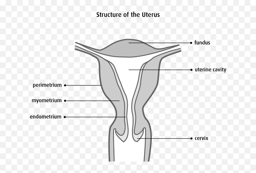 The Uterus - Canadian Cancer Society Layers Of The Uterus Png,Uterus Png