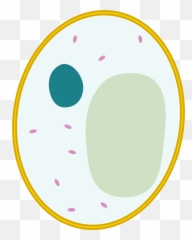 Yeast Cell - Simple Animal Cell Unlabeled Png,Yeast Png