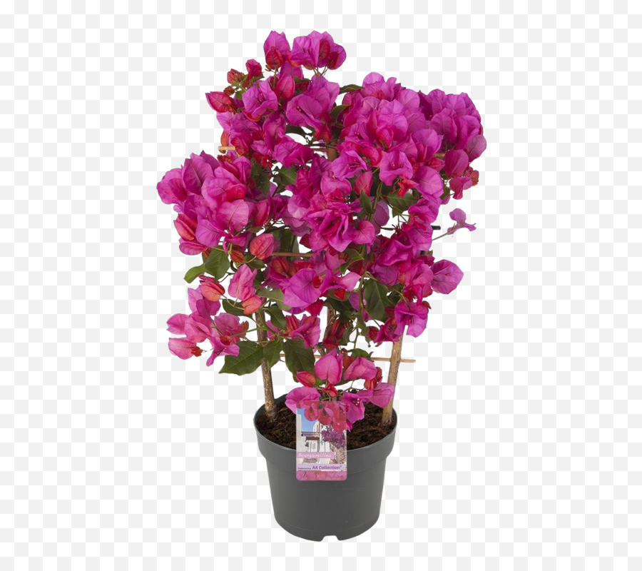 Bougainvillea Sanderiana - Sweet Pea Png,Bougainvillea Png