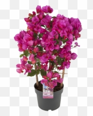 Bougainvillea Sanderiana - Sweet Pea Png,Bougainvillea Png