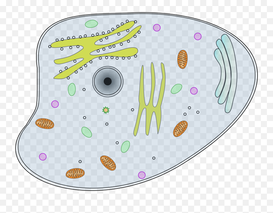 Download Vector Organism Cell Biology - Animal Cell Clip Art Animal Cell Clip Art Png,Biology Png
