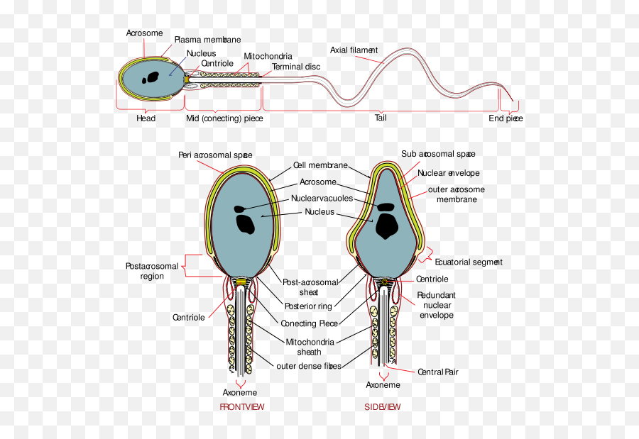 Spermatozoon - Wikidoc Smallest Living Cell Png,Semen Png