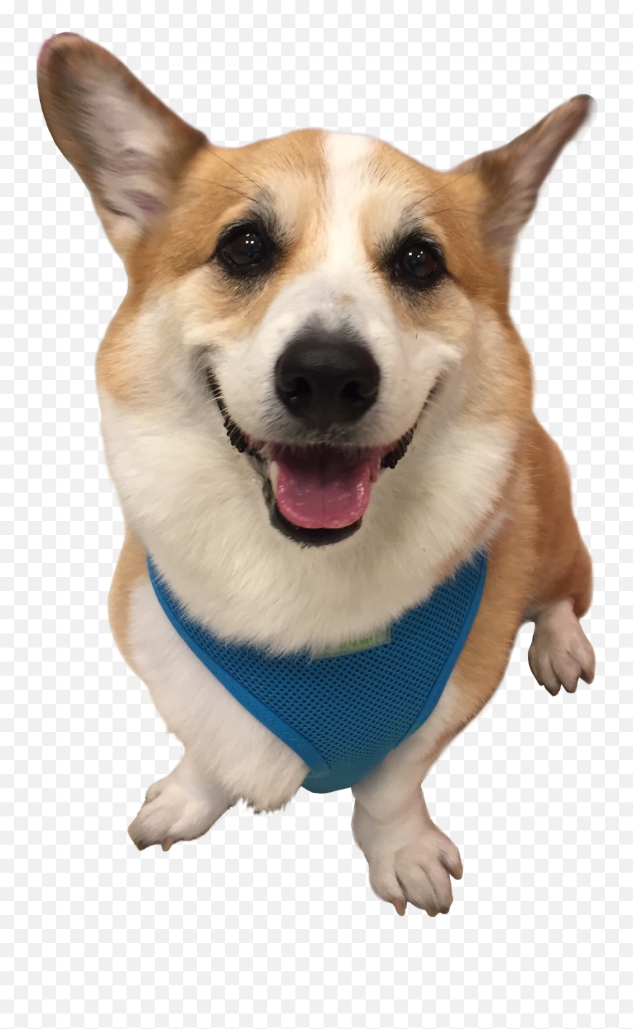 Cooper - Pembroke Welsh Corgi Png,Corgi Png