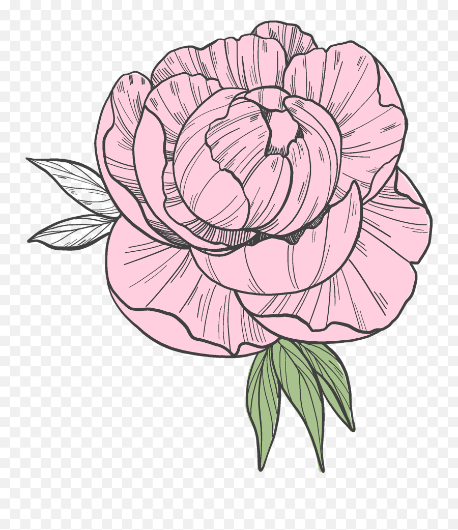Clipart - Floral Png,Peony Transparent