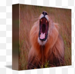 A Lion Roaring By Adrian Sherling Png Roar