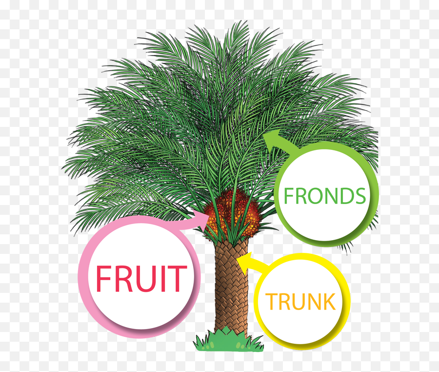 Download The Productive Oil Palm - Palm Oil Tree Png Png Single Oil Palm Tree,Palm Fronds Png