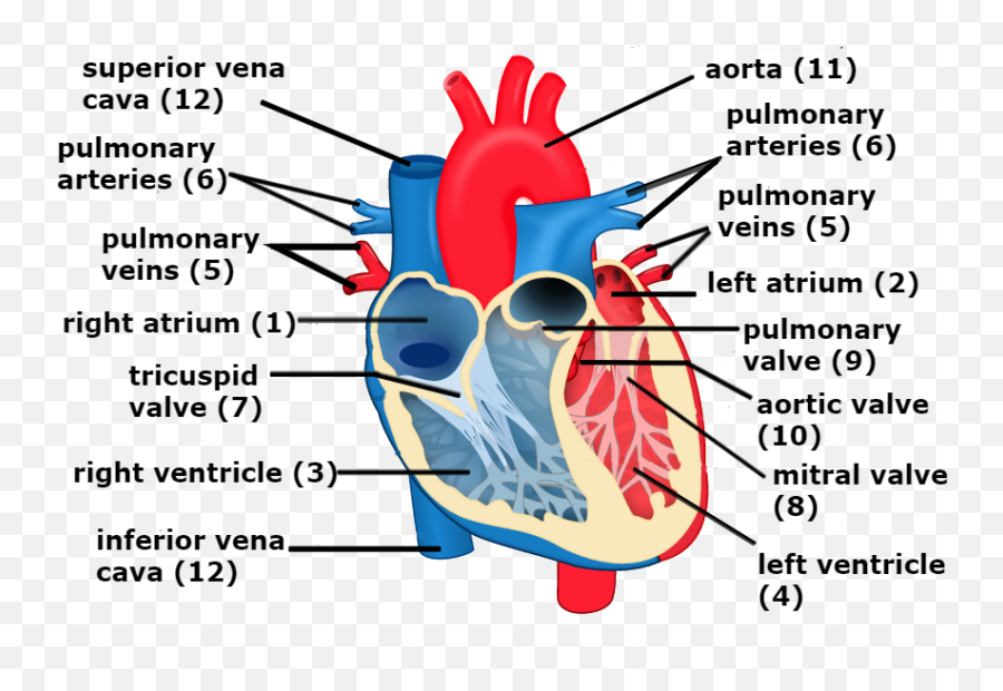 Download Veins Transparent Heart - Heart And Circulation Heart Diagram Pulmonary Veins Png,Veins Png