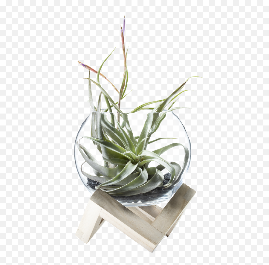 Fryu0027s Food Stores - Foundation Potted Plant 9inch Pot Tillandsia Xerographica Buy India Png,Potted Plant Png