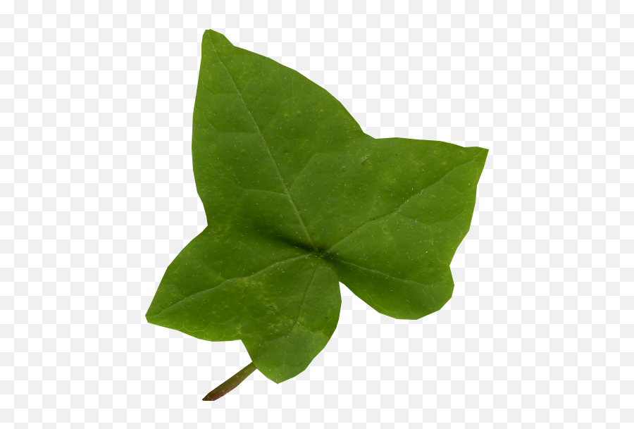 Download Hd Ivy Leaf Png Clip Art - Transparent Ivy Leaf Png,Ivy Transparent