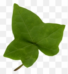 Download Hd Ivy Leaf Png Clip Art - Transparent Ivy Leaf Png,Ivy Transparent