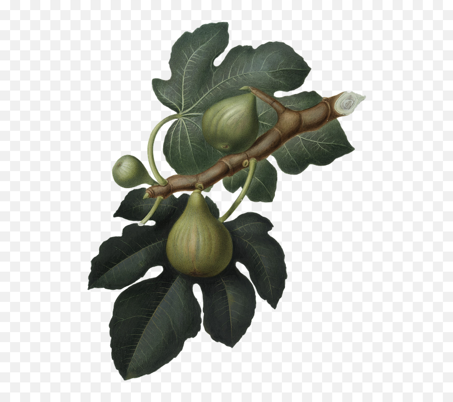 Fig Green Nature - Feigen Png,Fig Png