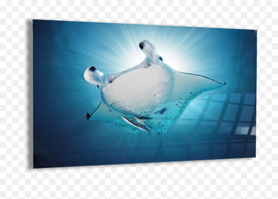 Manta Rays U2014 Kristian Laine Photography - Underwater Png,Stingray Png