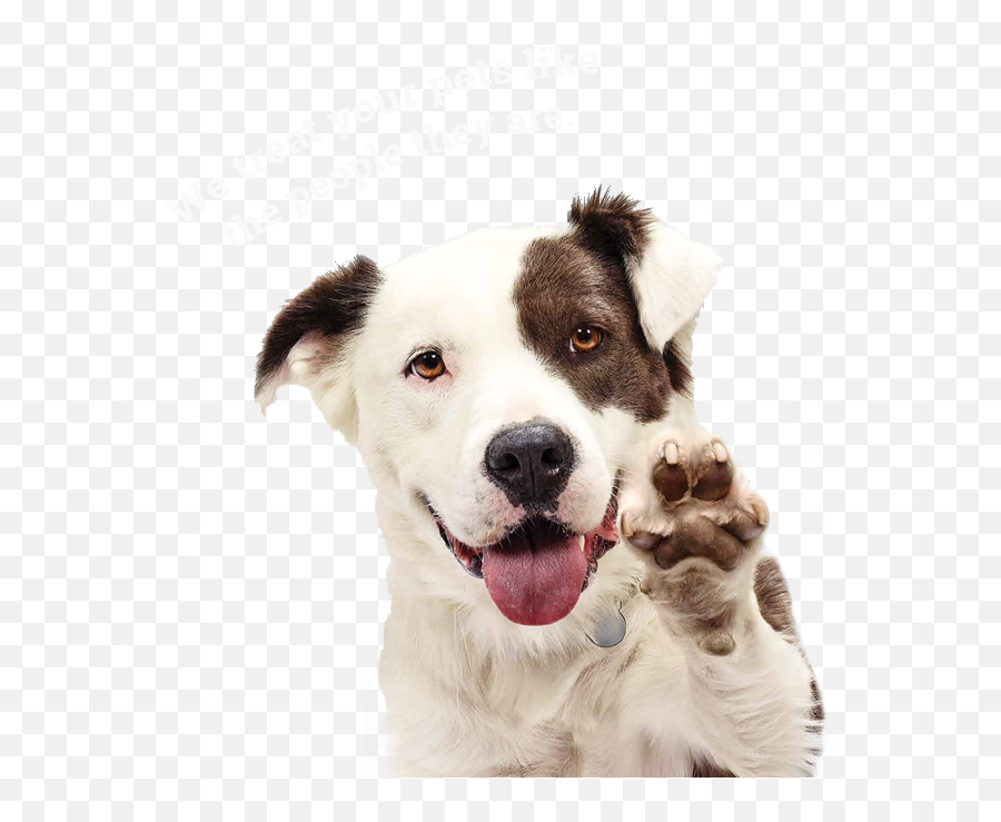 Dog Walking - Dog Happy Png Hd,Dog Walking Png