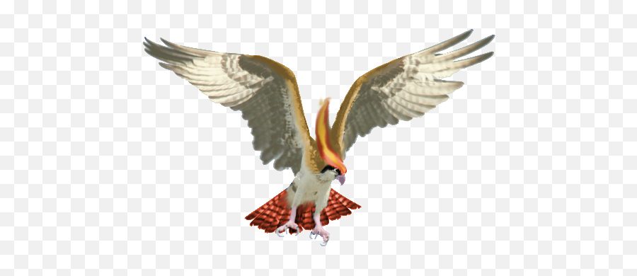 Real Pidgeot By Cyndermizuki - Bird Of Prey Wings 600x458 Osprey Bird Png,Bird Wings Png