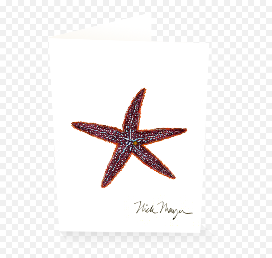 Starfish I - Starfish Png,Starfish Transparent