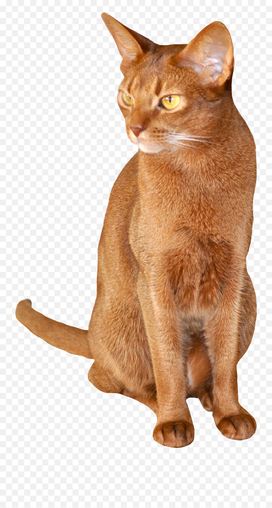 Free Cat Images Sitting Abyssinian Png - Red Cat Cat Game Transparent Background,Cat With Transparent Background