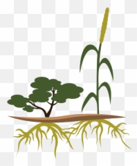 Publications U2014 The Agro - Shrub Alliance Coppicing Native Shrub Senegal Piliostigma Png,Komi San Icon