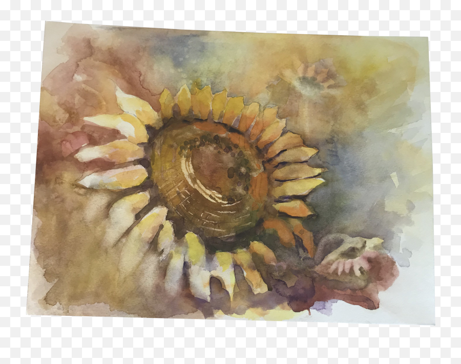 Original Unframed Sunflower Watercolor Study Painting - Watercolor Paint Png,Watercolor Sunflower Png