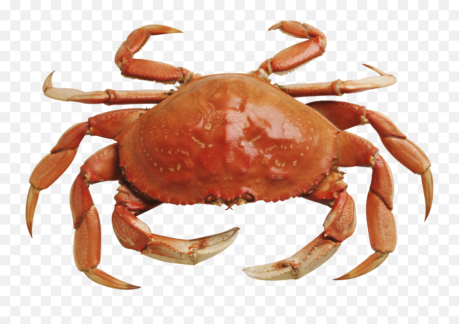 Crab Png Transparent Images All - Crab Png,Ocean Transparent Background