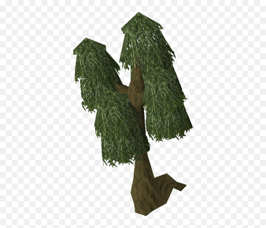 Download Image Willow Tree Old Png Runescape Wiki Fandom - Runescape Willow Tree,Old Tree Png