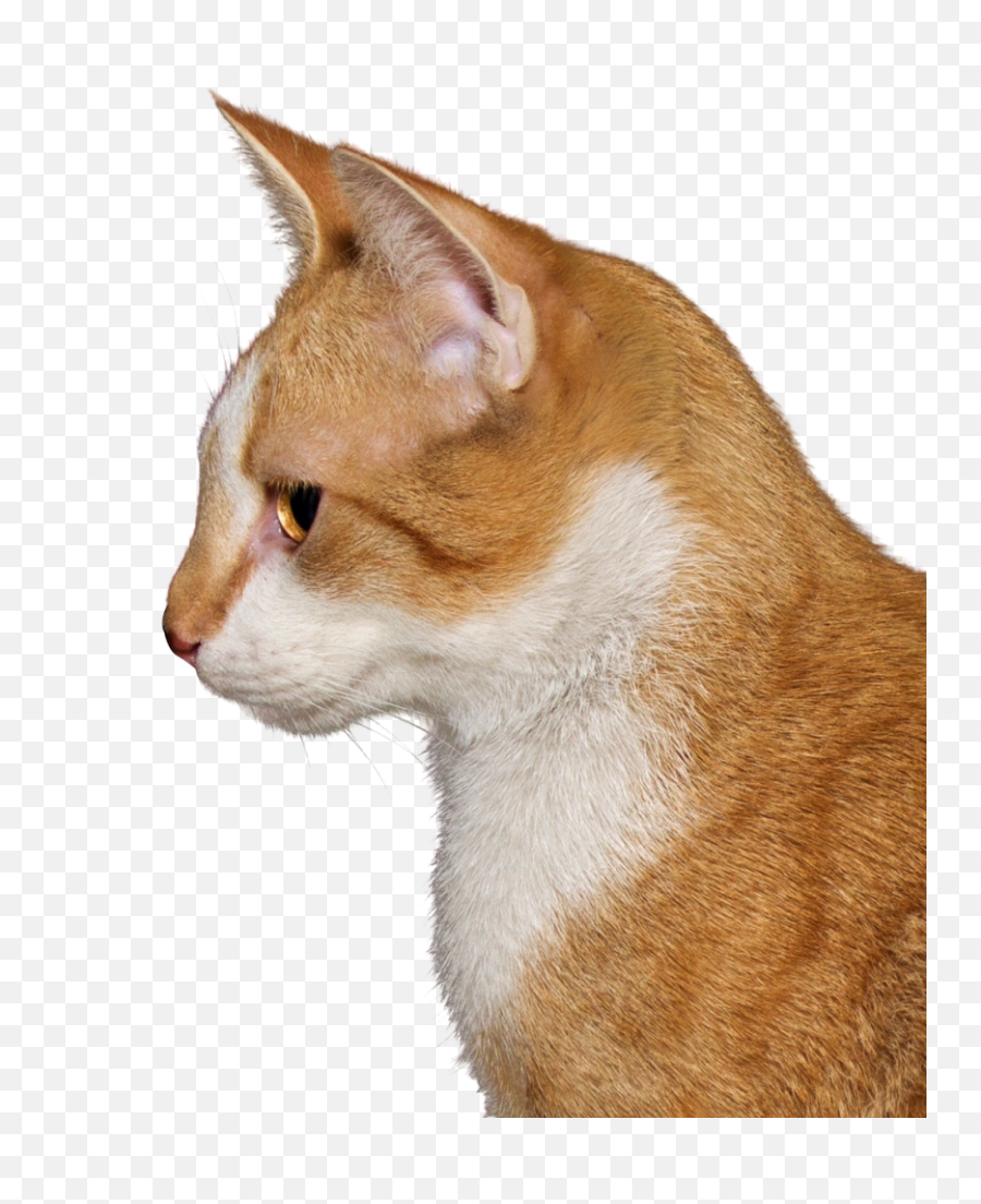 Free Transparent Png Images On Cats