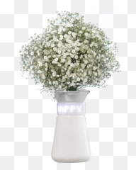 Babys Breath Flowers For Sale Express - Vase Png,Baby's Breath Png
