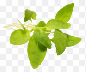 Micro Thai Basil U2013 Blue Moon Acres - Basil Png,Basil Png