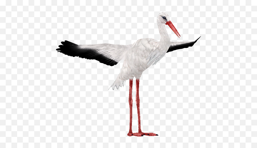 Download Stork - White Stork Png,Stork Png