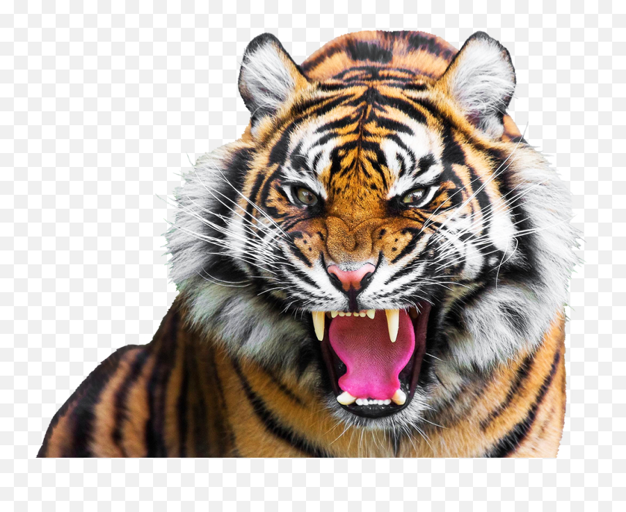 Tiger Clipart - High Resolution Tiger Roar Png,Tiger Face Png