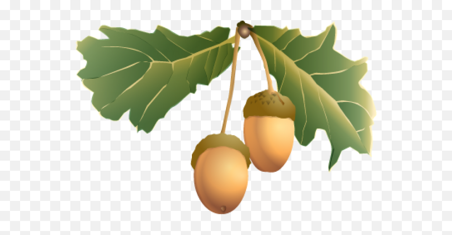 Acorn Fruit Png With Green Leaves Images Download - Acorns Leaves Transparent Background,Fruit Tree Png