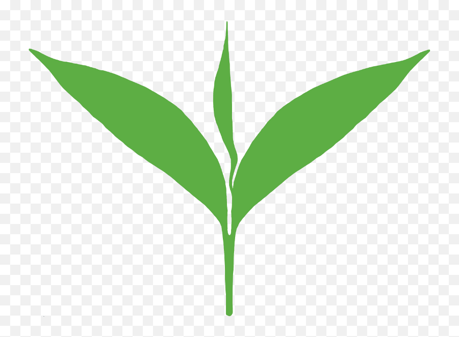 Tea Leaves Transparent Png Clipart - Vector Tea Leaf Png,Tea Leaves Png