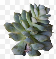 Altman Plants - Plant Buddy Succulents Shrub Transparent Background Png,Succulent Transparent Background