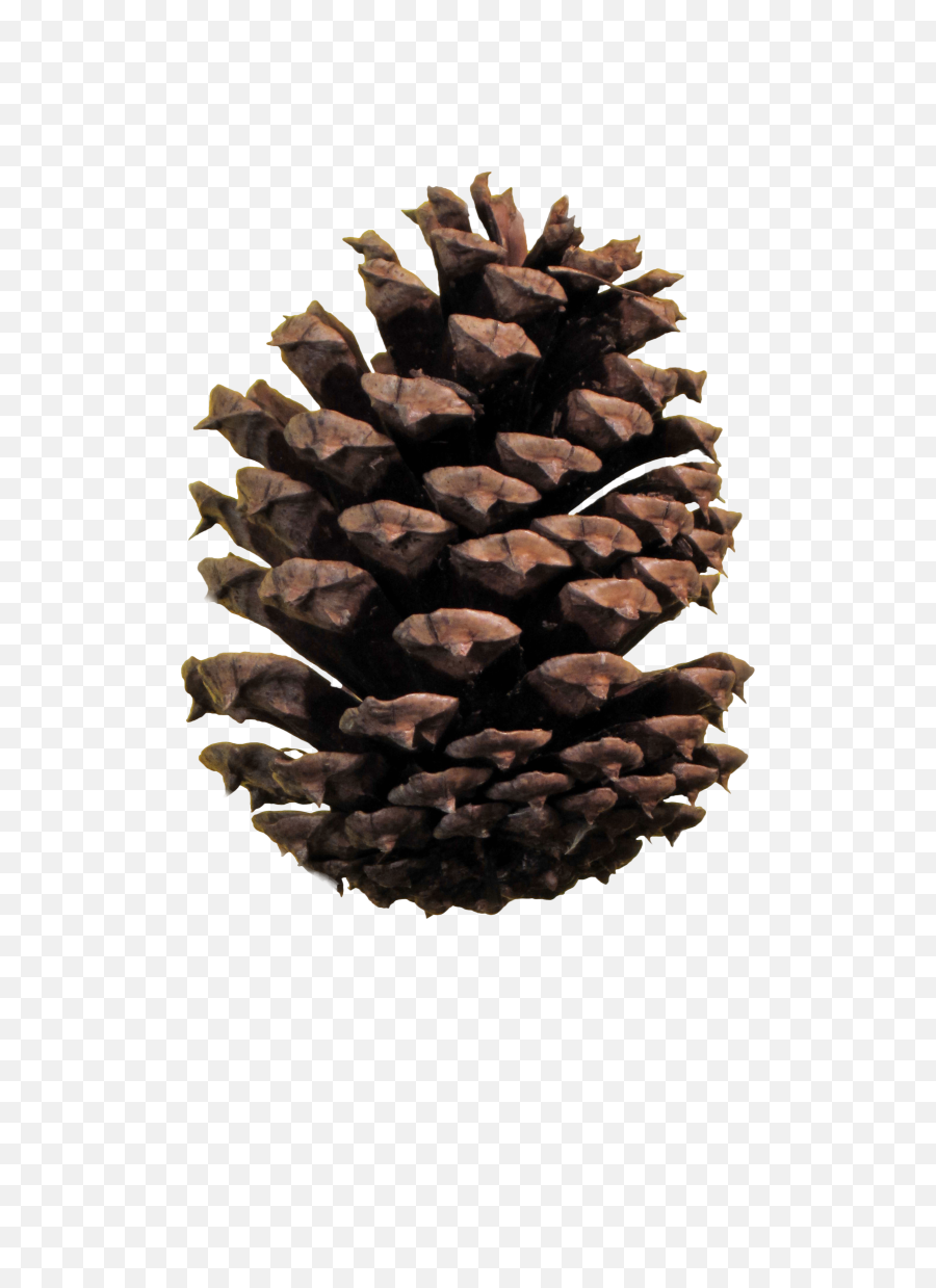 Pinecone Hd Png Transparent - Pine Cone Top View Png,Pine Cone Png