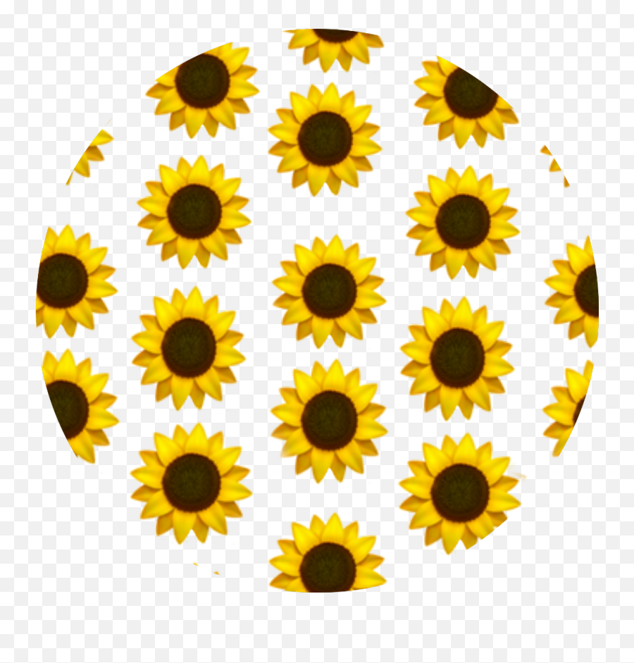 V3 Png Sunflower Transparent Background